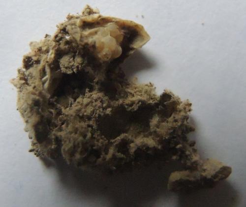 Réf. 231 727 : Agroeca sp.